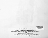 Uromyces lupini image